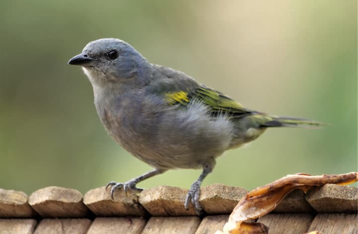 Sanhaço-de-encontro-amerelo
