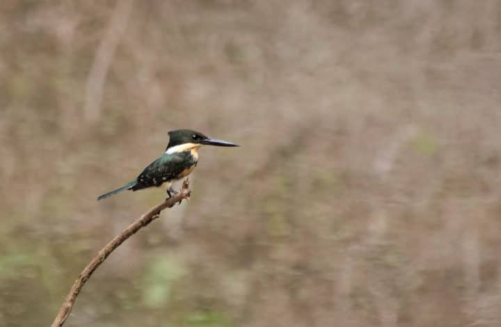 Martim-pescador-pequeno