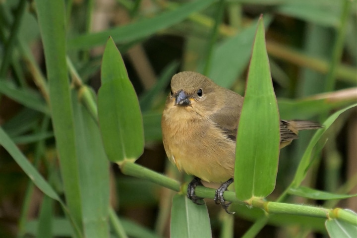 Sporophila caerulescens (Coleirinho ou Papa-capim ou Colei…