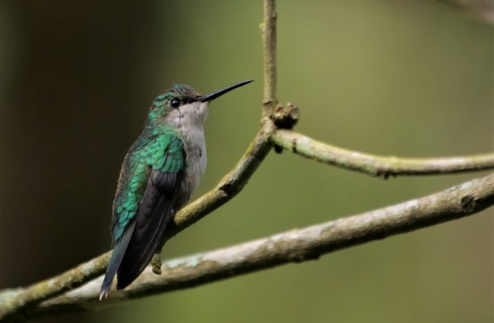 Beija-flor-de-fronte-violeta