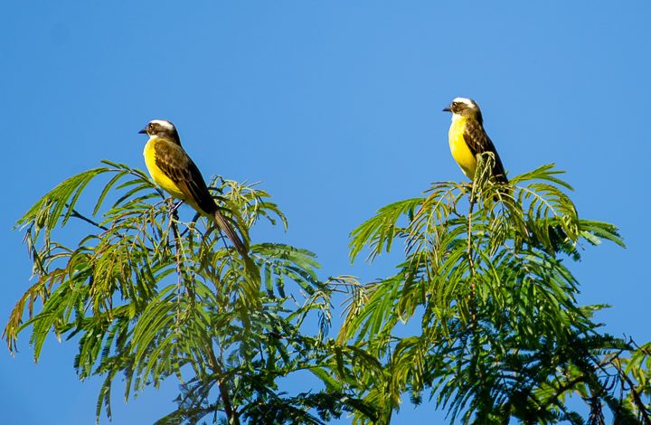 Bentevizinho-de-penacho-vermelho