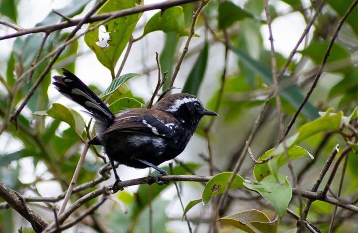 Formigueiro-da-serra