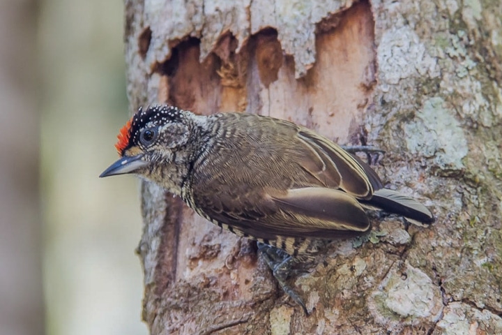 Picapauzinho barrado