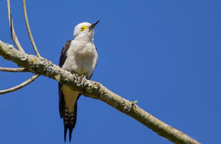 Pica pau branco