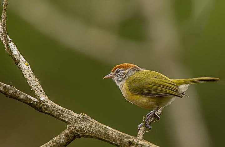 Vite-vite-de-olho-cinza