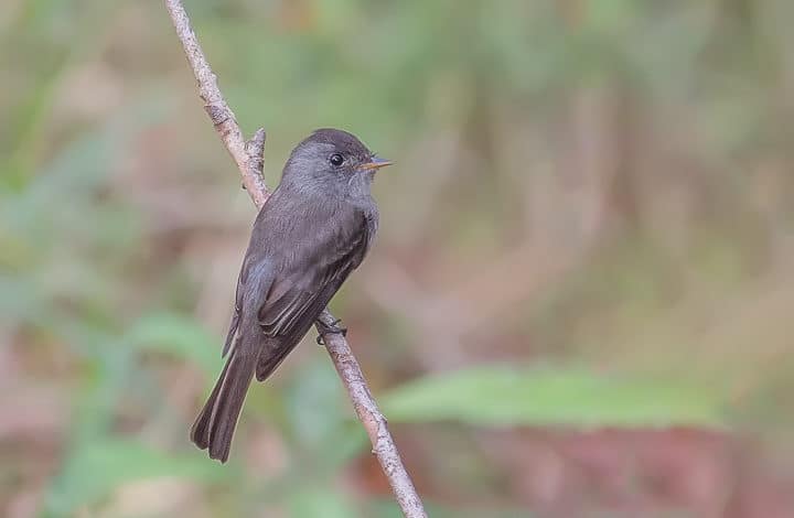 Papa-moscas-cinzento