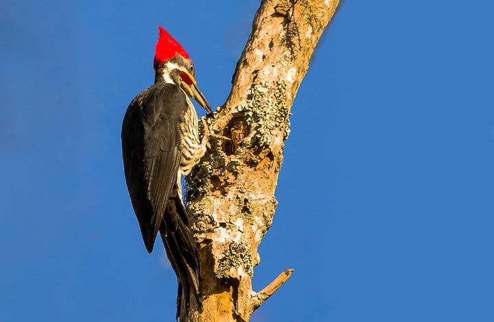 Pica pau de banda branca