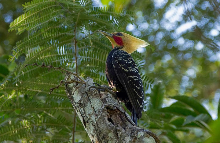 Pica pau de cabeça amarela