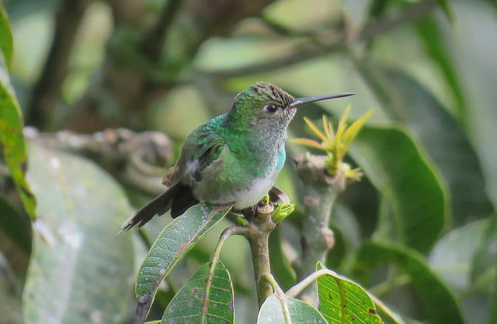 Beija-flor-de-banda-branca
