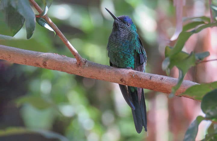 Beija-flor-de-fronte-violeta