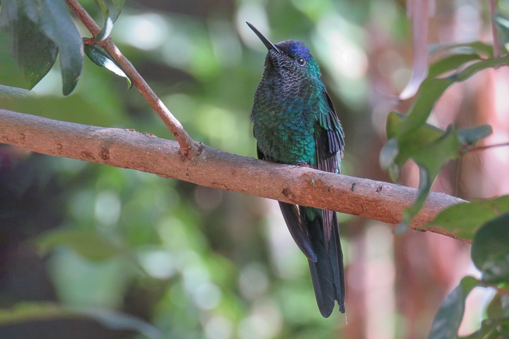 Beija-flor-de-fronte-violeta