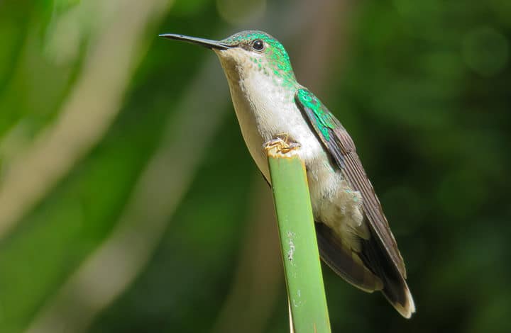 Beija-flor-de-fronte-violeta
