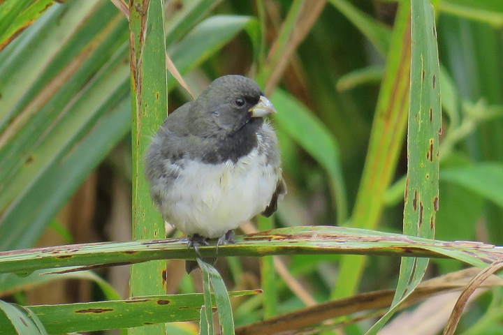 papa-capim-de-costas-cinza (Sporophila ardesiaca)