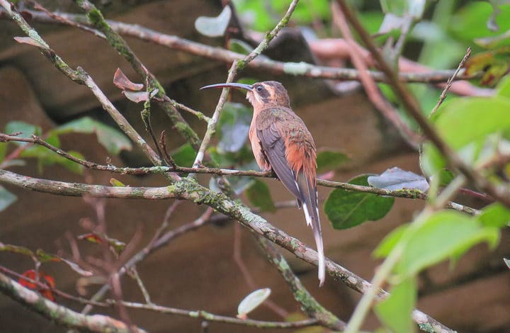 Rabo branco acanelado