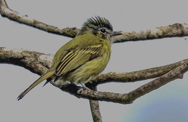 Bico-chato-de-orelha-preta