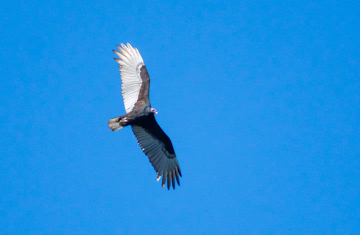 Urubu-de-cabeça-vermelha