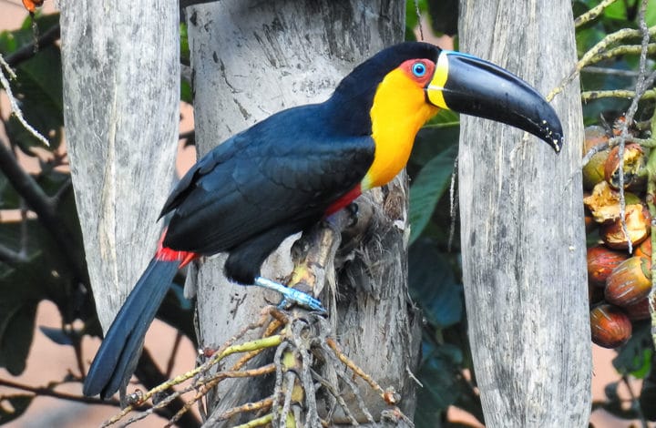 Tucano-de-bico-preto