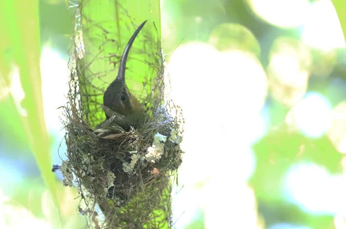 Ninho do Balança Rabo de Bico Torto