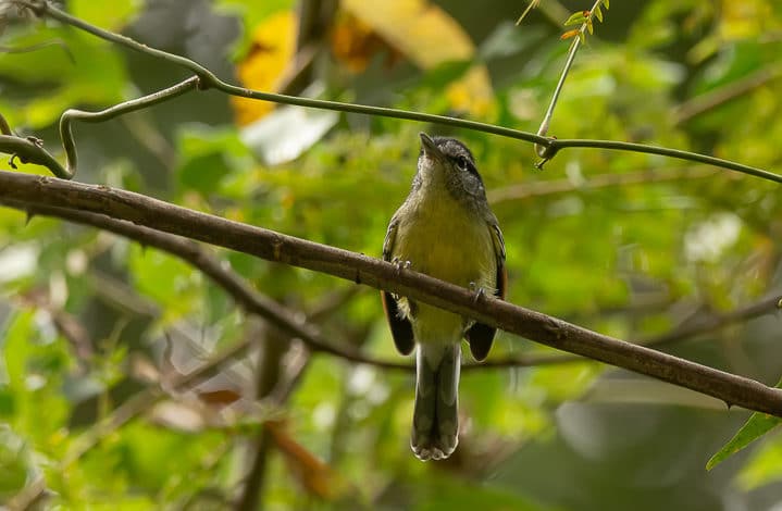 Chorozinho de asa vermelha