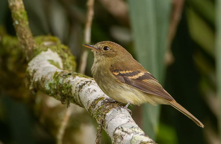 Enferrujado