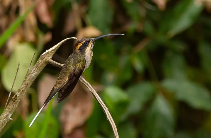 Rabo branco de garganta rajada