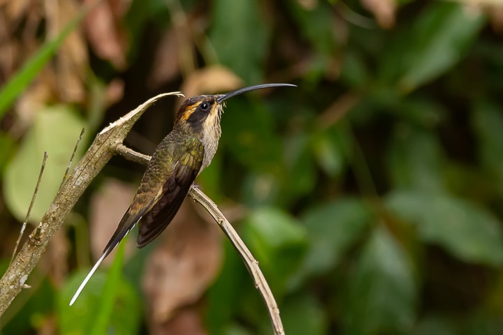 Rabo branco de garganta rajada