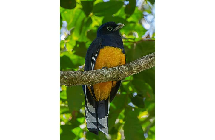 Surucuá-de-barriga-amarela