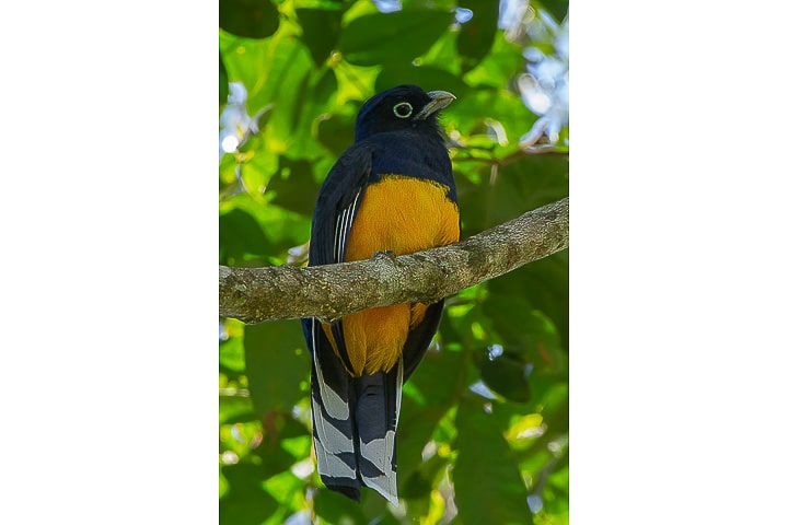 Surucuá-de-barriga-amarela