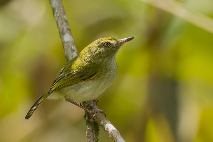 Tachuri campainha