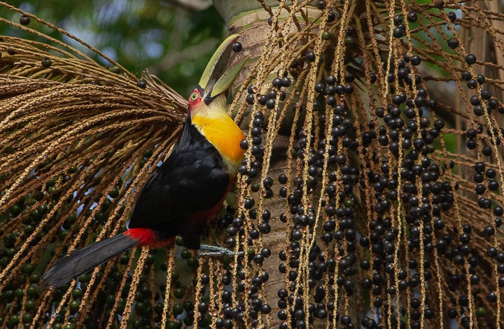 Tucano-de-bico-verde