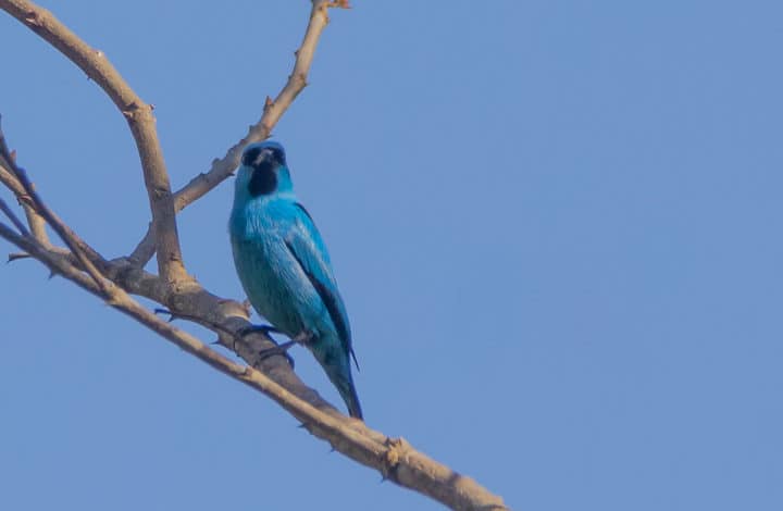 Saí-de-pernas-pretas