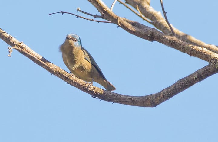 Saí-de-pernas-pretas