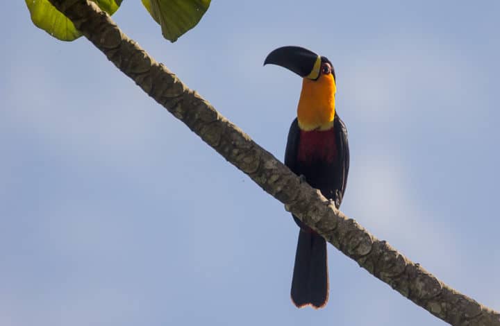 Tucano-de-bico-preto