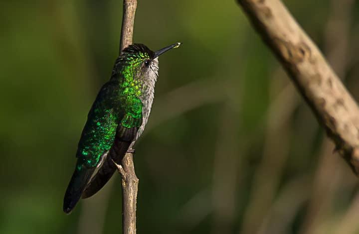 Beija-flor-de-fronte-violeta