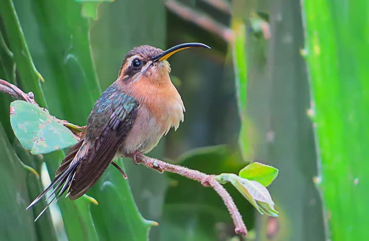 Passarinhada na EBMAR