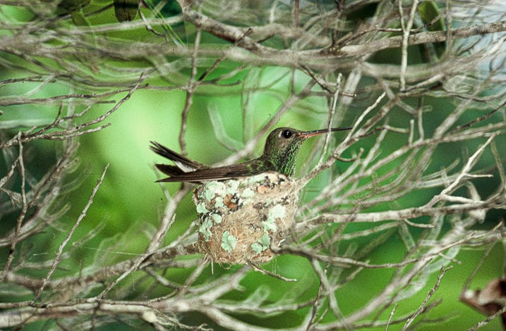 Beija-flor-de-banda-branca