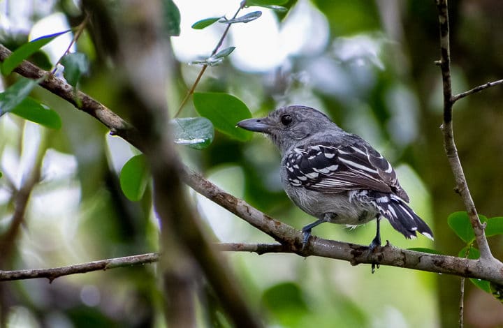 I PASSARINHADA/2022 – PARQUE MUNICIPAL NATURAL DE DOMINGOS MARTINS