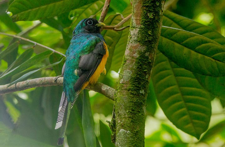 Passarinhada dia 26/02