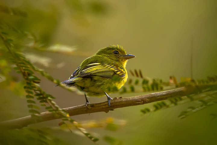 Bico-chato-amarelo