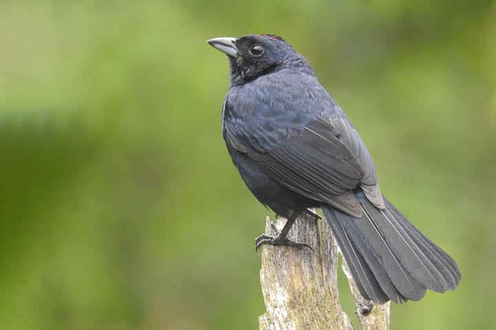 Tiê-preto
