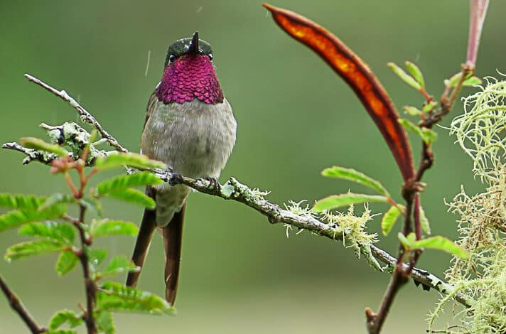 I PASSARINHADA OFICIAL/2023           Santa Teresa/ES
