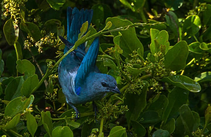 Sanhaço-de-encontro-azul