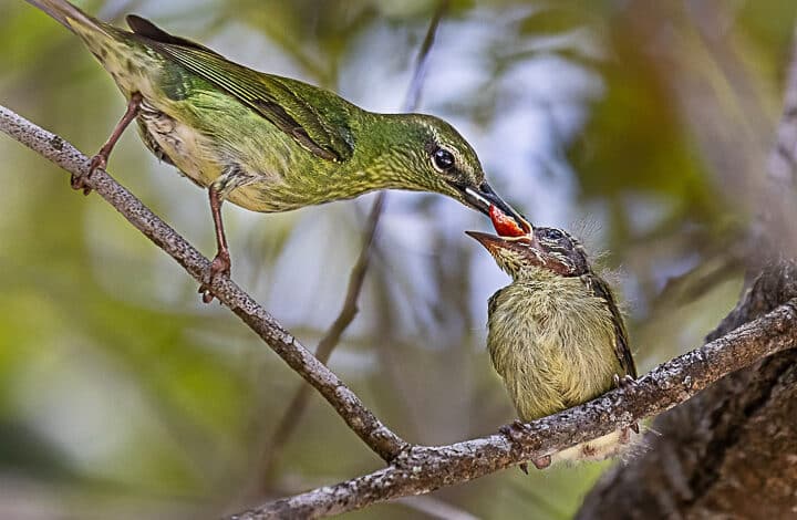 II PASSARINHADA OFICIAL/2023    PARQUE ESTADUAL PAULO CESAR VINHA