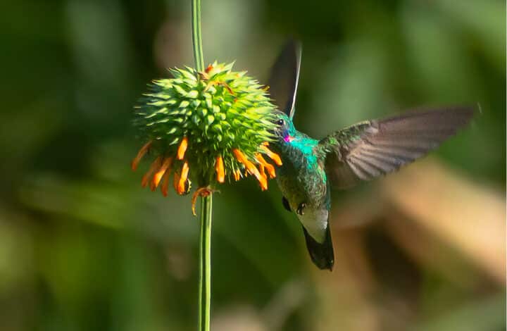 Beija-flor-de-orelha-violeta