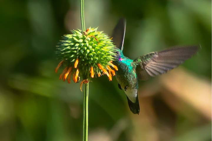 Beija-flor-de-orelha-violeta