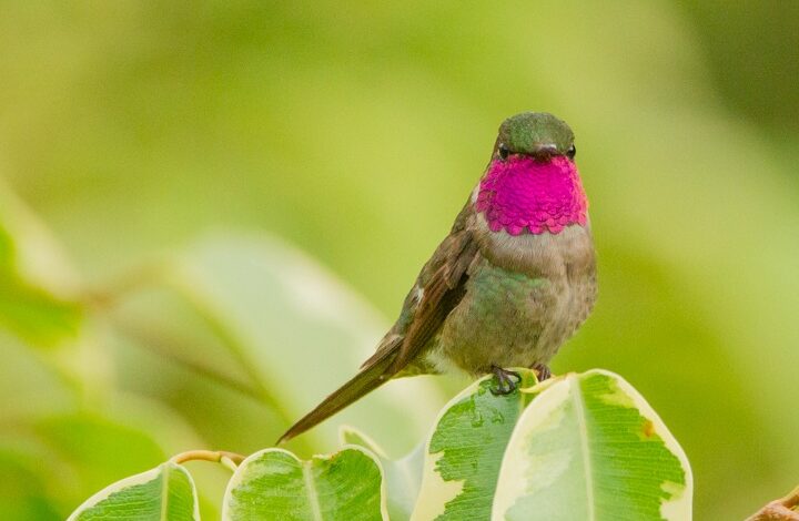 ABERTURA DA TEMPORADA 2025
