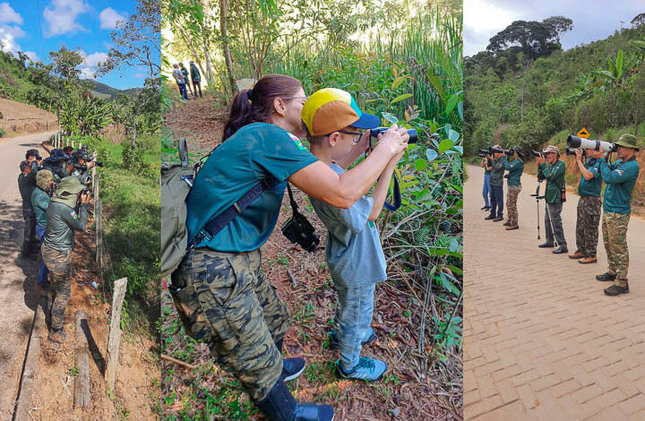 V PASSARINHADA da AMOAVES promove encontro emocionante com a murucututu-de-      barriga-amarela