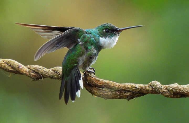 NOVA GERAÇÃO DE OBSERVADORES DE AVES