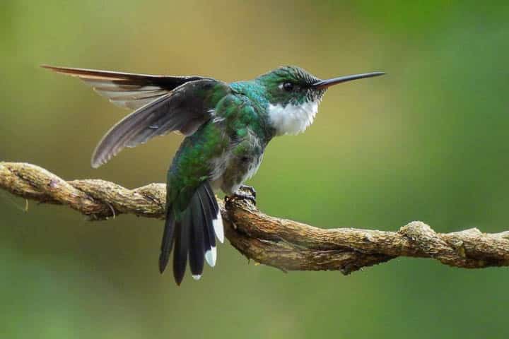 NOVA GERAÇÃO DE OBSERVADORES DE AVES