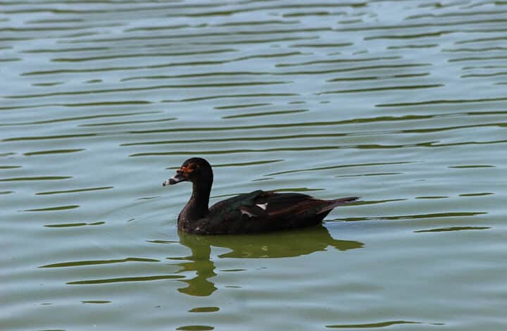 Pato-do-mato